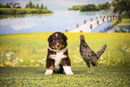 Australian Shepherd Puppy