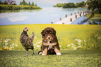 Australian Shepherd Puppy
