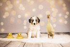 Australian Shepherd Puppy
