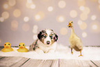 Australian Shepherd Puppy