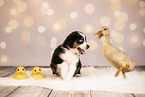 Australian Shepherd Puppy