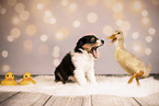 Australian Shepherd Puppy