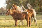 animal friendship