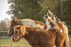 animal friendship
