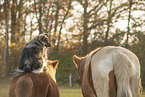 animal friendship