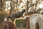 animal friendship