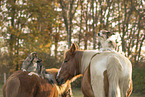animal friendship