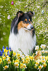 female Collie and chick