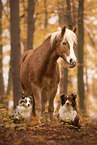 animal friends