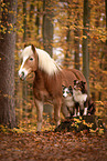 animal friends