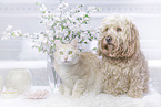 animal friends