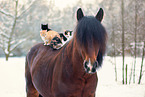 animal friends
