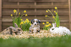 animal friends