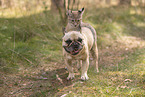 French Bulldog and lynx