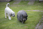 micropig and dog