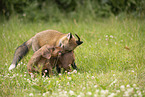 fox and dog