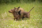 fox and dog