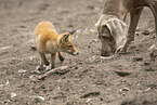 fox and dog