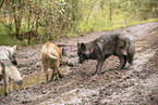 eurasian greywolf and wildboar