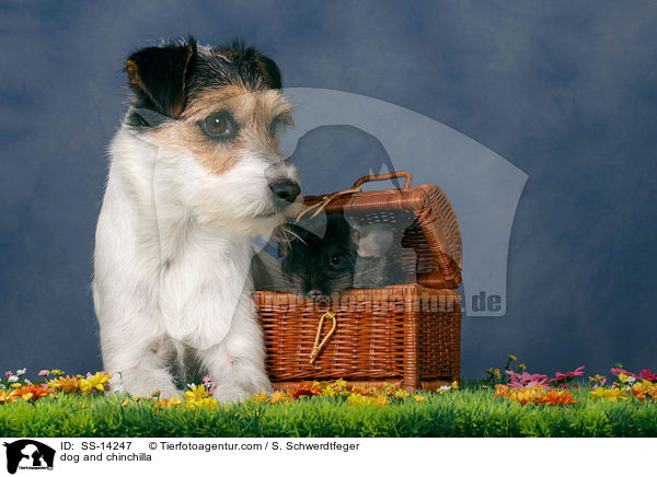 dog and chinchilla / SS-14247