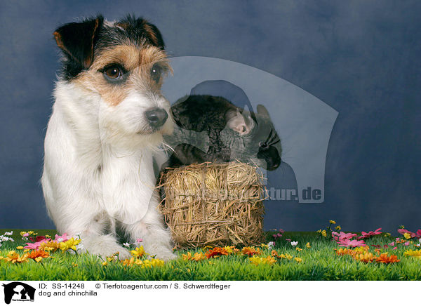 dog and chinchilla / SS-14248