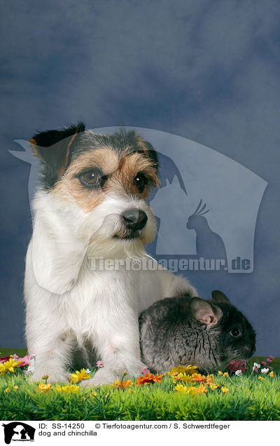 dog and chinchilla / SS-14250