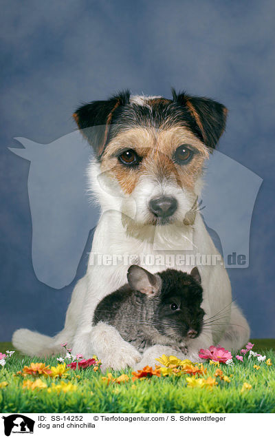 Hund und Chinchilla / dog and chinchilla / SS-14252
