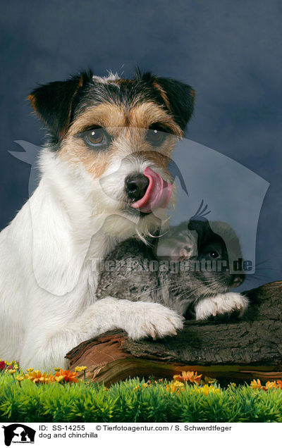 dog and chinchilla / SS-14255