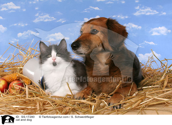 cat and dog / SS-17280