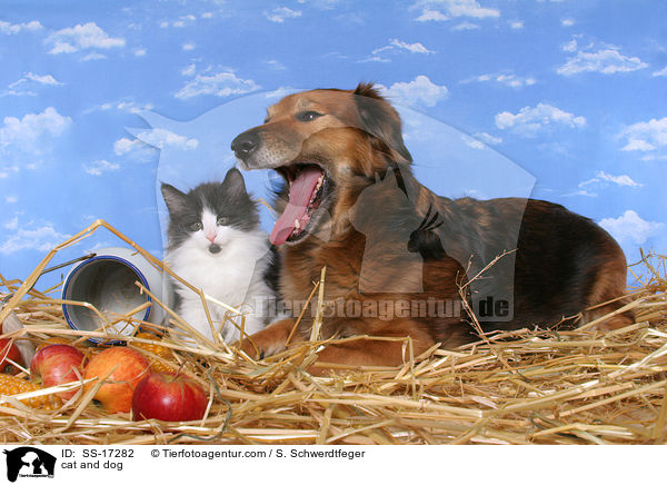cat and dog / SS-17282