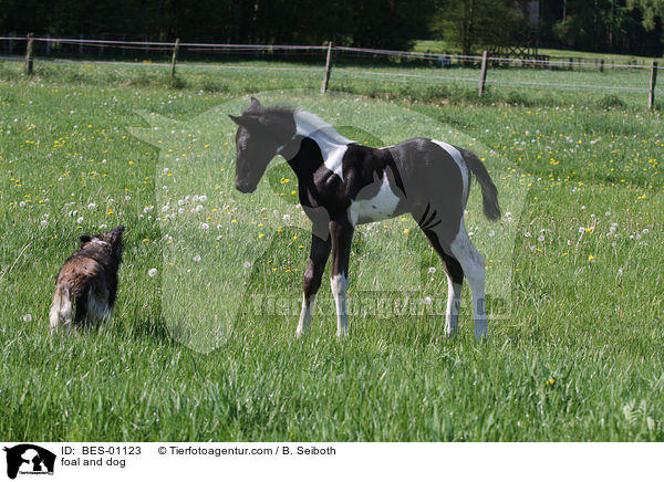 foal and dog / BES-01123