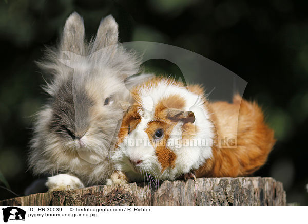 pygmy bunny and guinea pig / RR-30039