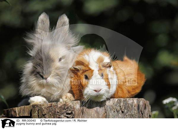 pygmy bunny and guinea pig / RR-30040