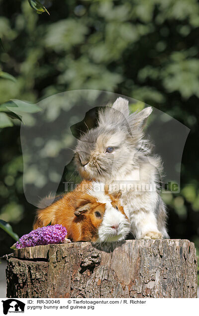 pygmy bunny and guinea pig / RR-30046