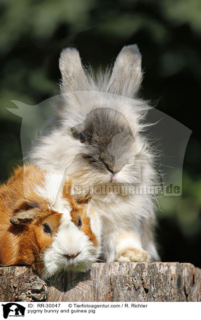 pygmy bunny and guinea pig / RR-30047