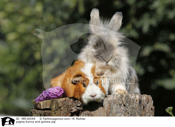 pygmy bunny and guinea pig / RR-30049