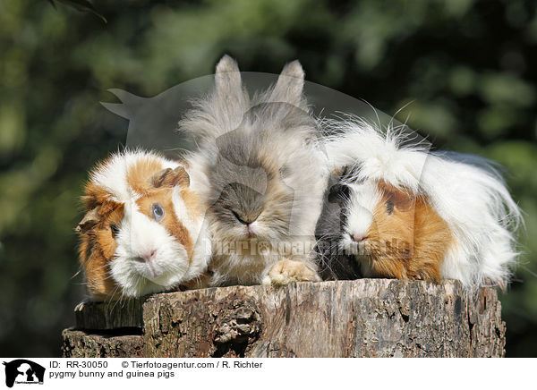 pygmy bunny and guinea pigs / RR-30050