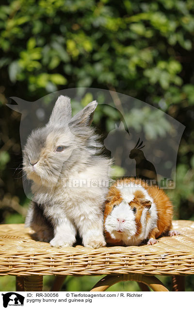 pygmy bunny and guinea pig / RR-30056