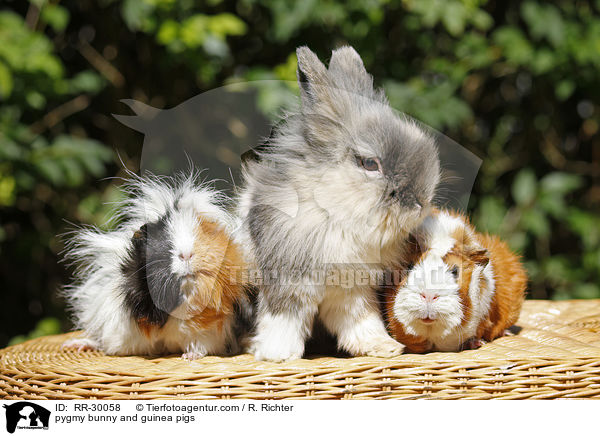 pygmy bunny and guinea pigs / RR-30058