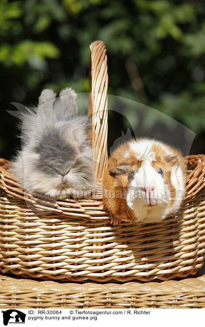 pygmy bunny and guinea pig / RR-30064