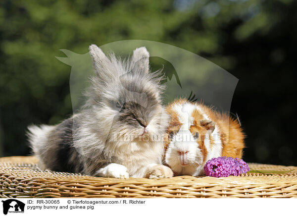 pygmy bunny and guinea pig / RR-30065