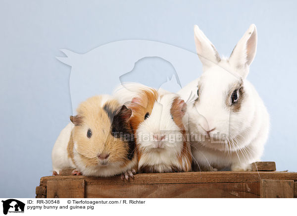 pygmy bunny and guinea pig / RR-30548