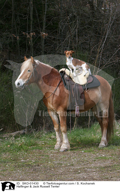 Haflinger & Jack Russell Terrier / SKO-01430