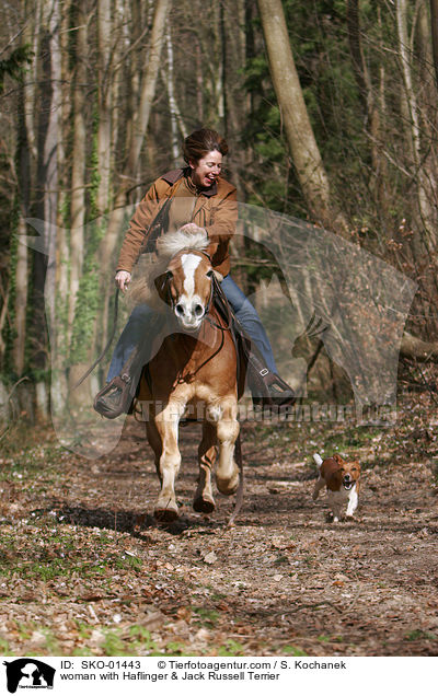Frau mit Haflinger & Jack Russell Terrier / woman with Haflinger & Jack Russell Terrier / SKO-01443