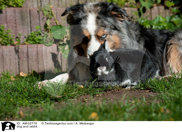 dog and rabbit / AM-02778