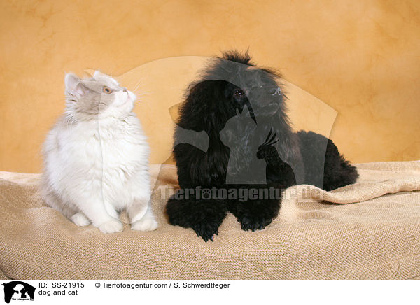 dog and cat / SS-21915