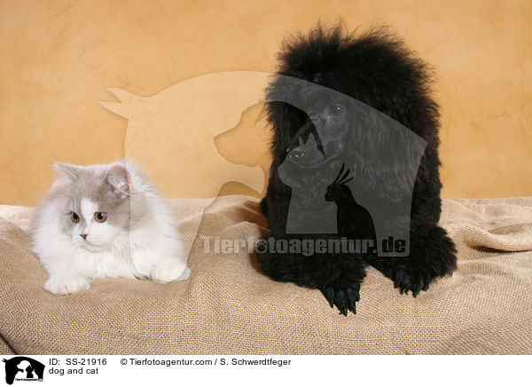 dog and cat / SS-21916