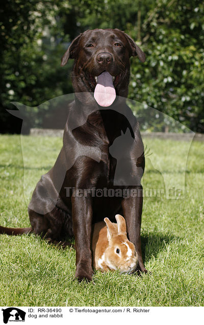 Hund und Kaninchen / dog and rabbit / RR-36490