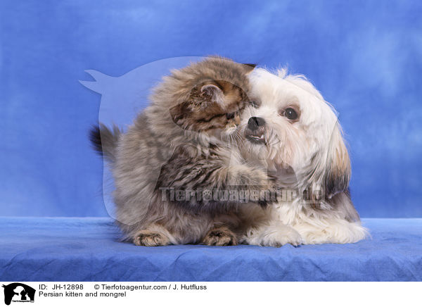 Persian kitten and mongrel / JH-12898