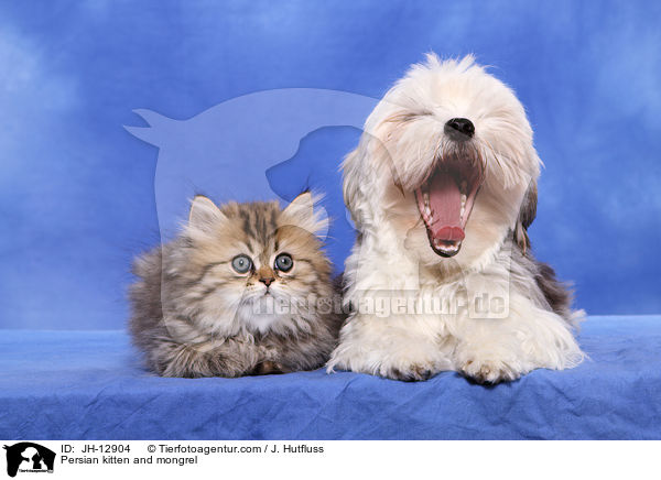 Persian kitten and mongrel / JH-12904